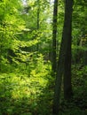 wooden landscape with fresh green trees during spring in BiaÃâowieÃÂ¼a Poland